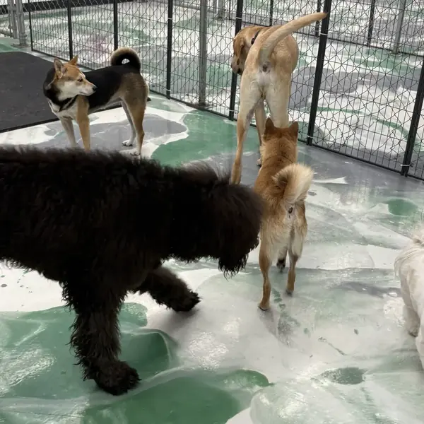 Boarding guest at K9 Rox Club Las Vegas